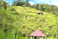 Gazebo di Bukit Khayangan tertutup semak belukar.