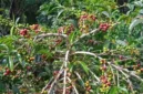 Kopi Arabaika di Kebun Petani Kota Sungai Penuh. ist