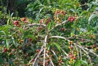 Kopi Arabaika di Kebun Petani Kota Sungai Penuh. ist