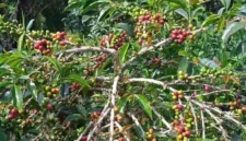 Kopi Arabaika di Kebun Petani Kota Sungai Penuh. ist
