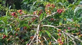 Kopi Arabaika di Kebun Petani Kota Sungai Penuh. ist