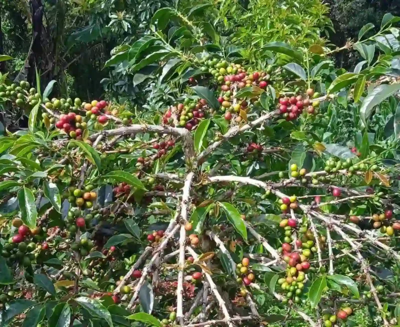 Kopi Arabaika di Kebun Petani Kota Sungai Penuh. ist
