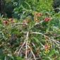 Kopi Arabaika di Kebun Petani Kota Sungai Penuh. ist