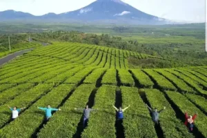 Perkebunan Teh Kayu Aro