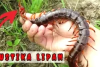 Mustika Lipan: Misteri Benda Bertuah dari Alam Gaib. (Tangkapan layar Channel YouTube @KEPO)