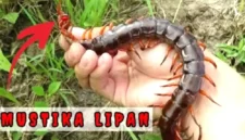 Mustika Lipan: Misteri Benda Bertuah dari Alam Gaib. (Tangkapan layar Channel YouTube @KEPO)