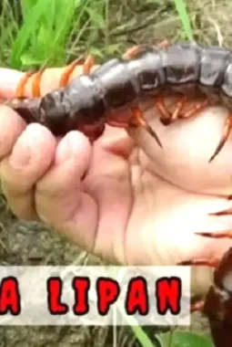 Misteri Mustika Lipan, Batu Langka dari Air Liur Raja Kelabang