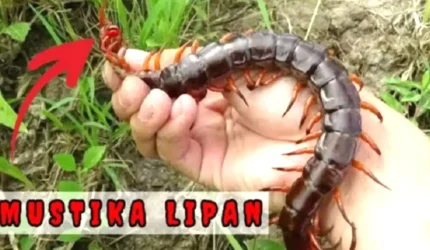 Misteri Mustika Lipan, Batu Langka dari Air Liur Raja Kelabang