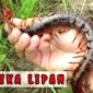 Mustika Lipan: Misteri Benda Bertuah dari Alam Gaib. (Tangkapan layar Channel YouTube @KEPO)