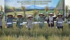 Gubernur Jambi Al Haris dan Pangdam XX/Tuanku Imam Bonjol Mayjen TNI Arief Gajah Mada Ikut Panen Raya.