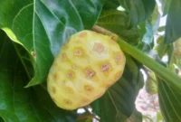 Buah Mangkudu. (Foto: Britainaja)