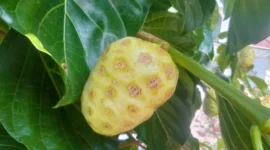Buah Mangkudu. (Foto: Britainaja)