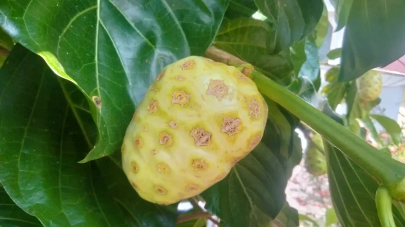 Buah Mangkudu. (Foto: Britainaja)