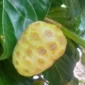Buah Mangkudu. (Foto: Britainaja)