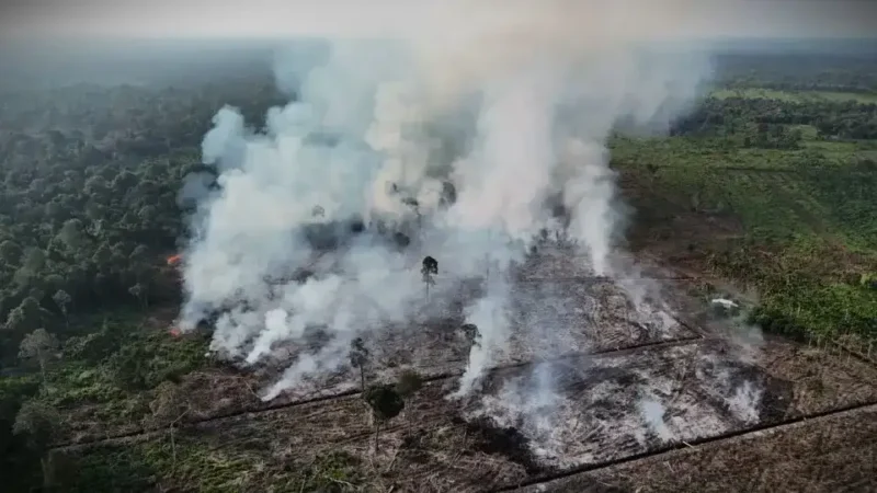 Karhutla yang terjadi di Tanjabbar. (Foto: metrojambi.com)