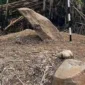 Megalitikum Kerinci: Jejak Peradaban Tua di Lembah Sumatra. ist
